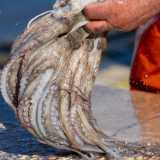 ...in modo che perda la pi� grande quantit� possibile di acqua propria, sostituita da quella del mare spruzzata dal pescatore